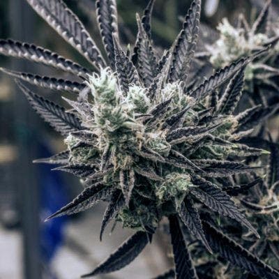 Chernobyl (Medical)