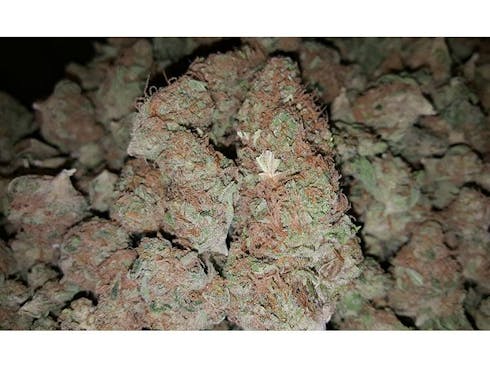 Golden Goat
