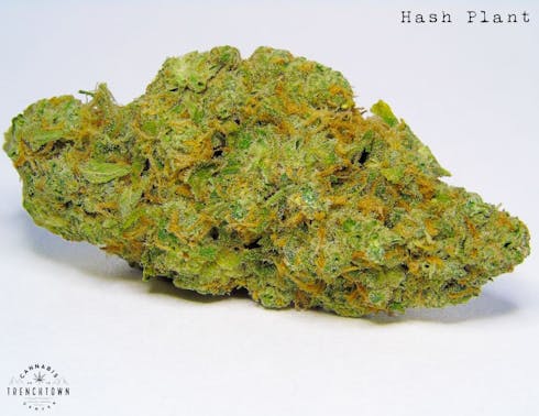 Hash Plant (REC)