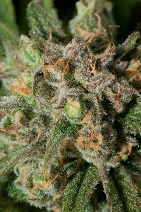 Blue Dream