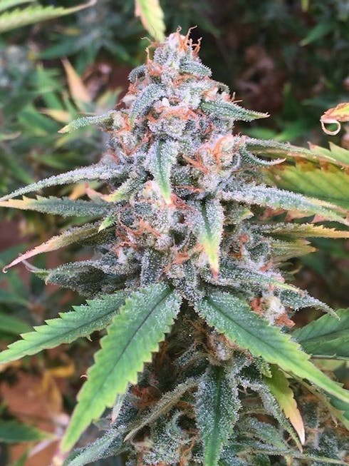 GG4 (f.k.a. Gorilla Glue #4)