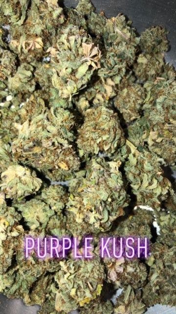 Purple Kush
