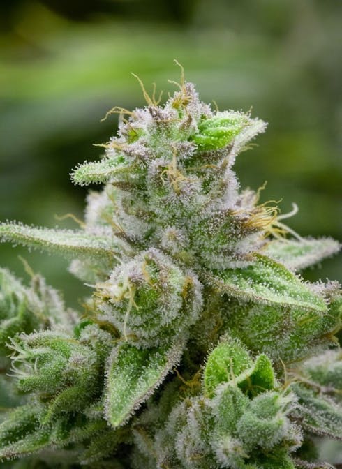 REC - GG # 4