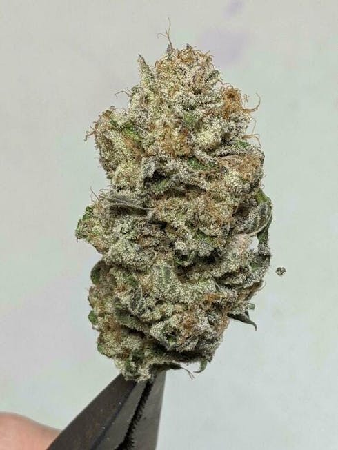 Mimosa