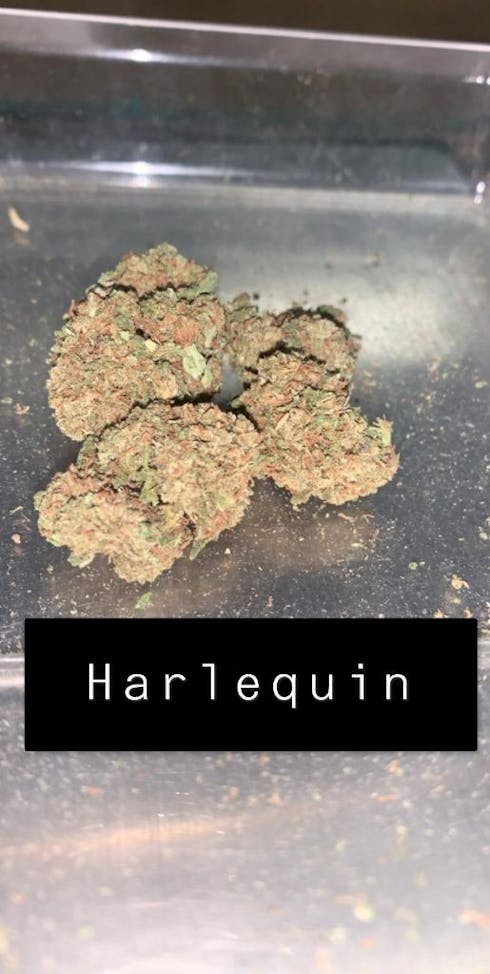 Harlequin