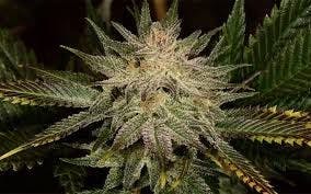 Banana Kush