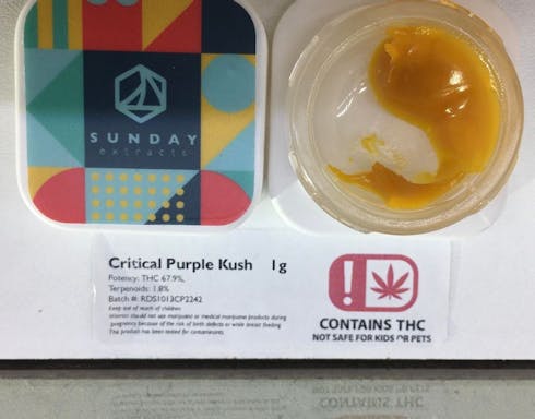Sunday Extracts Critcal Purple Kush