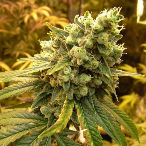 East Coast Sour Diesel