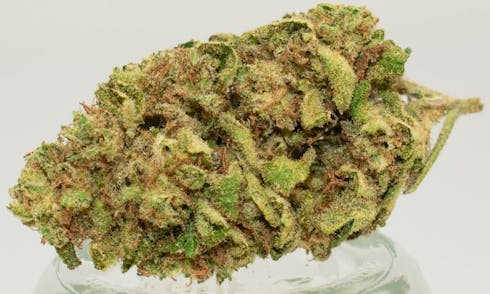 Jilly Bean