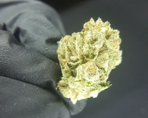 GSC