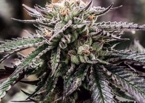 Purple Durango OG (Recreational)