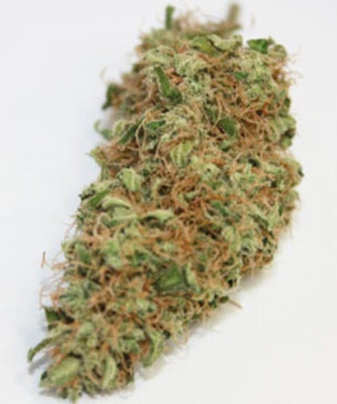 Jilly Bean