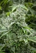 GG # 4