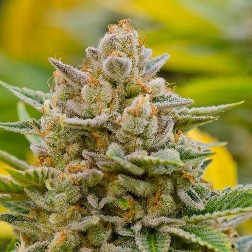 Star 91 (70/30 Indica) (1/8 OZ Only) *New*