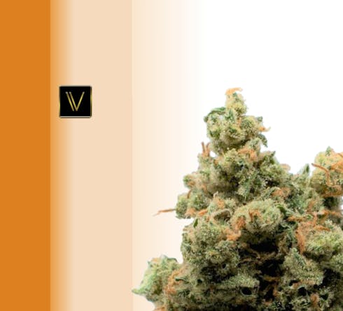 Pure Haze (Virtue)