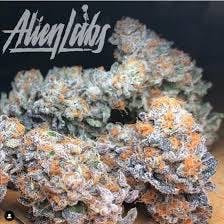 AlienLabs | Sherbacio