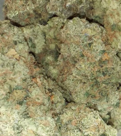 Skunk #1