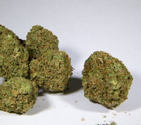 Northern Wreck (Indica)