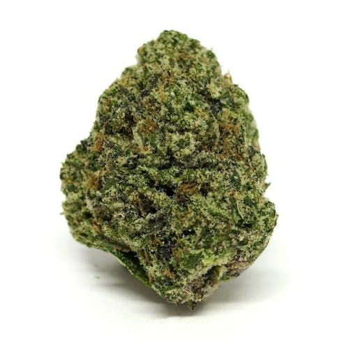 Great White Shark