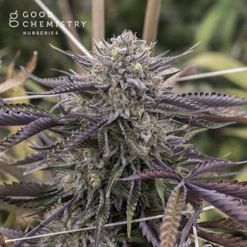 Critical Mass (Medical)