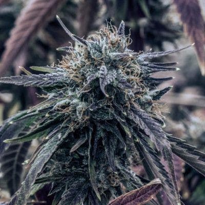 Lavender (Medical)