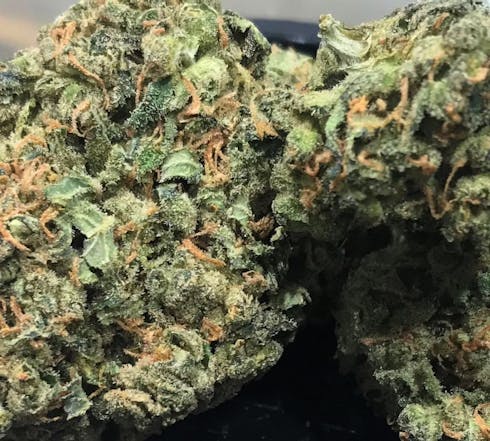 DURBAN POISON