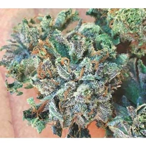 Headbanger OG