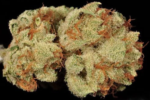 SOUR JOKER (27.7%)