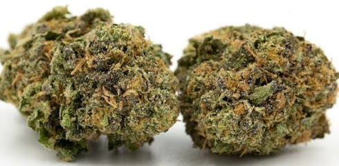 Mochi-24.4% THC-Rio Vista Farm's