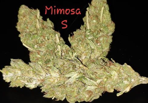 Mimosa