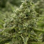 REC - Red Headed Stranger Gram