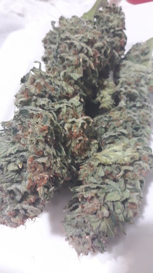 Green Crack