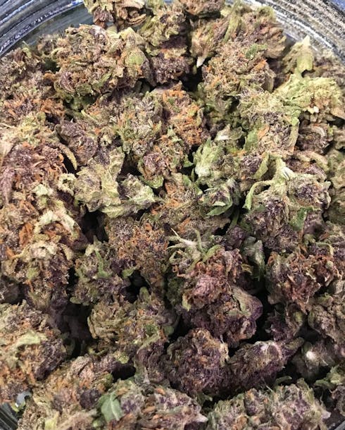 Forbidden Fruit (Outdoor) *SALE*
