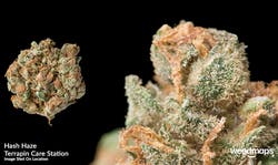 Hash Haze