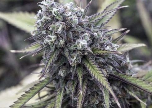 Critical Kush (Recreational)
