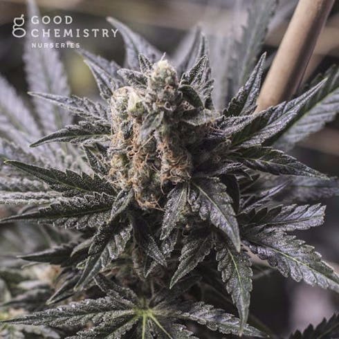 Sweet Killer Kush (Medical)