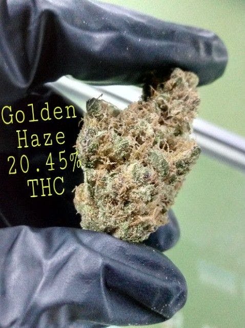Golden Haze