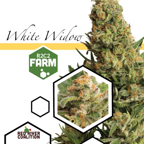 White Widow
