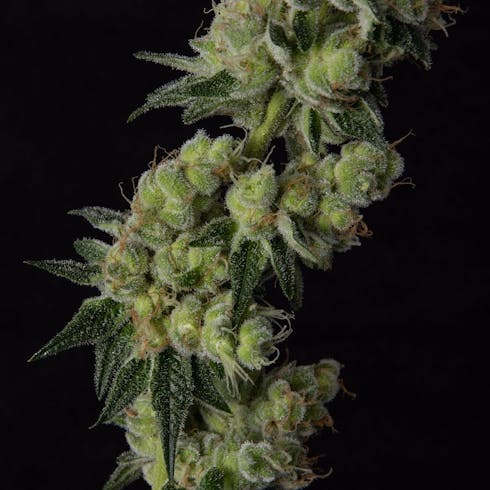 Hawaiian Cookies