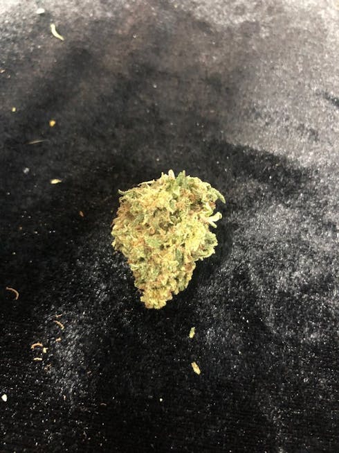 Purple Anarchy