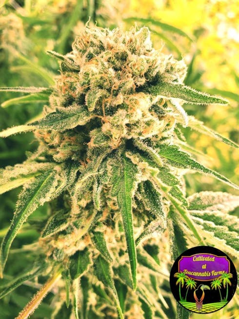 DINAMED CBD PLUS BY DINAFEM GENETICS
