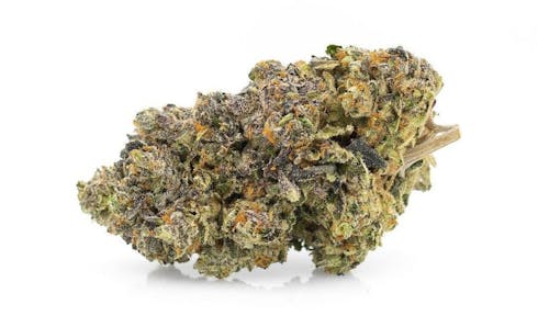 Loud Pack | Biscotti
