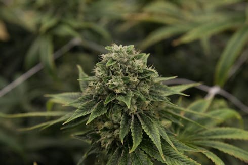 Dalae OG