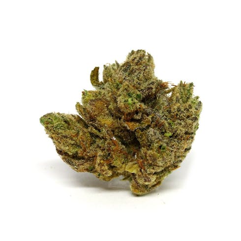 Jungle Glue