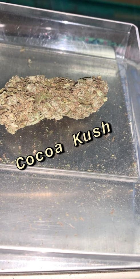 Cocoa Kush