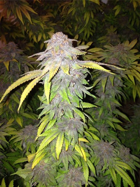 Purps by Rolen Stone