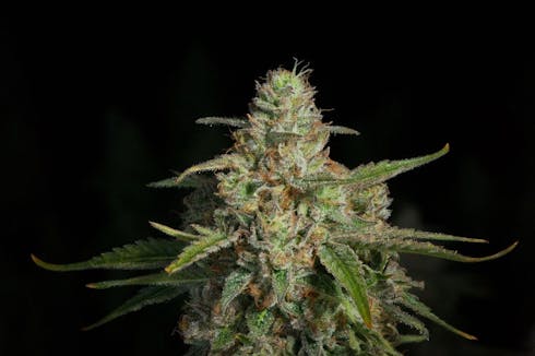 REC - Lavender Jones