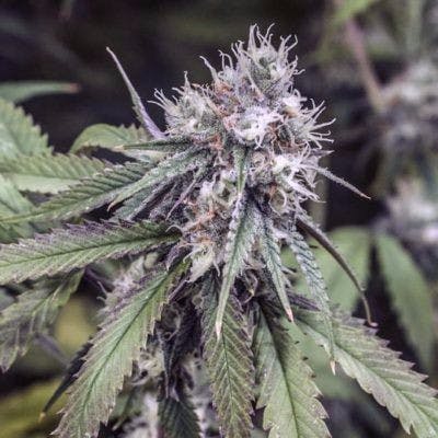 Sour Amnesia (Recreational)