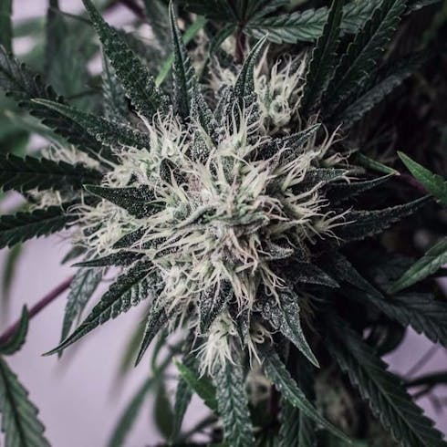 Durban Poison (Recreational)