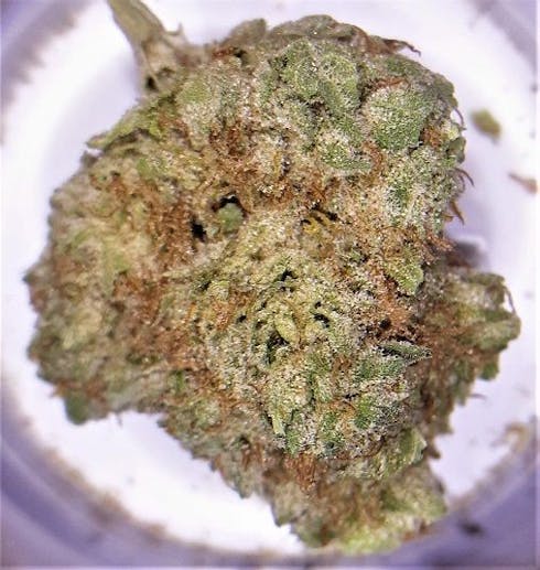 Cascade Grape